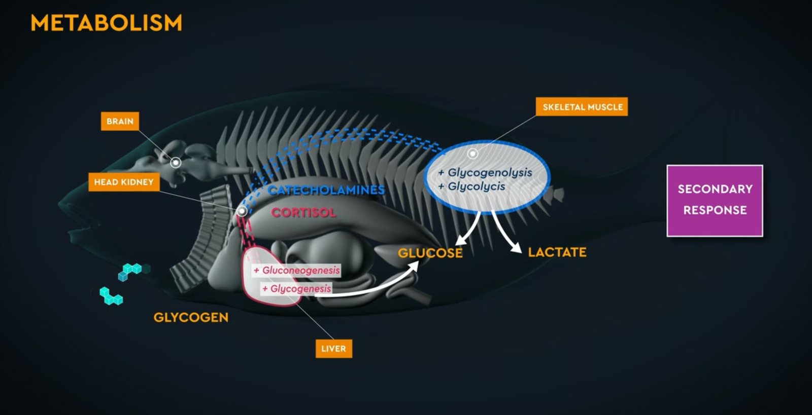 The stress response in fish